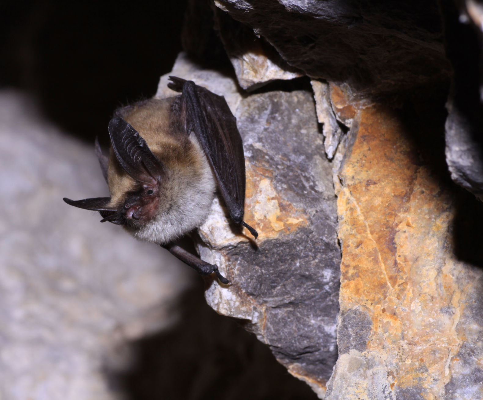 Bat week at Caverns